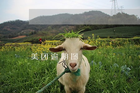 美团逾期图 美团逾期图