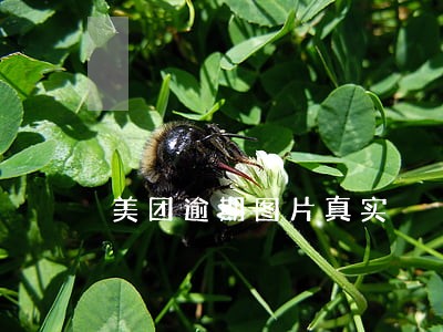美团逾期图片真实 美团逾期图片真实