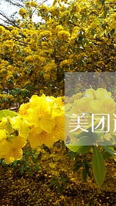 美团逾期备案申诉审核 美团逾期备案申诉审核