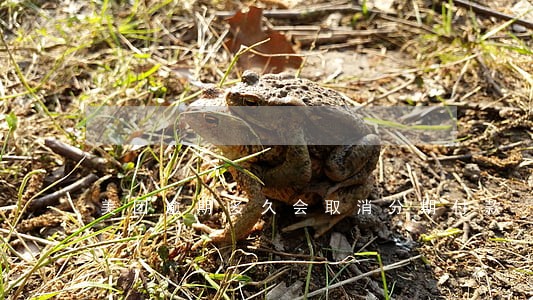 美团逾期多久会取消分期付款 美团逾期多久会取消分期付款
