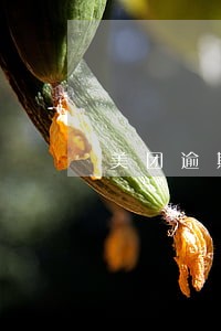 美团逾期多久会给家里打电话 美团逾期多久会给家里打电话