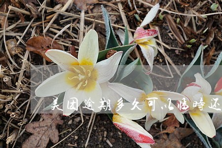 美团逾期多久可以临时还款 美团逾期多久可以临时还款