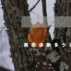 美团逾期多少天就打电话给家人 美团逾期多少天就打电话给家人