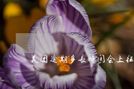 美团逾期多长时间会上征信