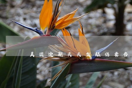 美团逾期天天发短信要告我 美团逾期天天发短信要告我