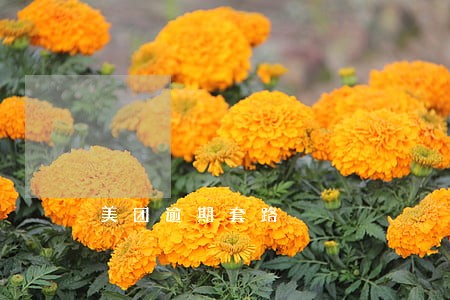 美团逾期套路