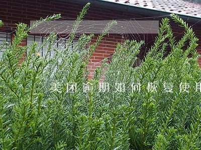 美团逾期如何恢复使用 美团逾期如何恢复使用