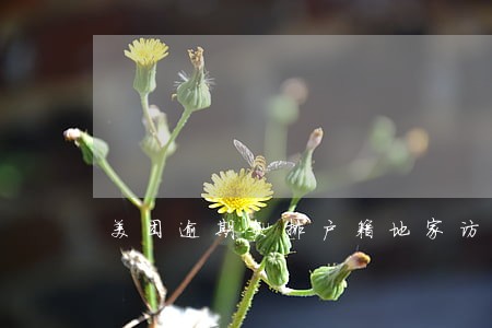 美团逾期安排户籍地家访是真的吗