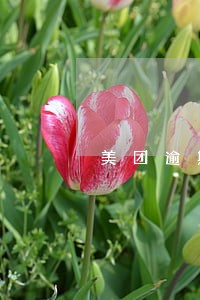 美团逾期开庭审理是真的吗 美团逾期开庭审理是真的吗