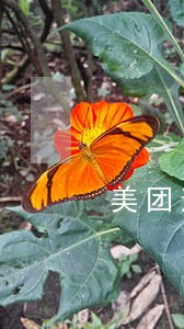 美团逾期怎么代还 美团逾期怎么代还