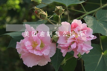 美团逾期怎么投诉 美团逾期怎么投诉