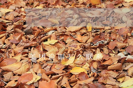 美团逾期怎么联系 美团逾期怎么联系