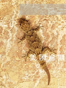 美团逾期恢复额度 美团逾期恢复额度