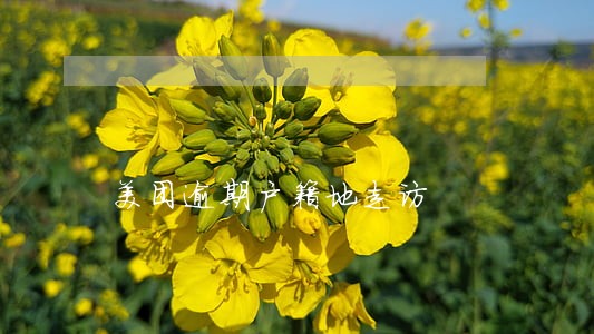 美团逾期户籍地走访 美团逾期户籍地走访