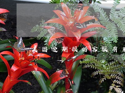 美团逾期投诉客服有用吗 美团逾期投诉客服有用吗