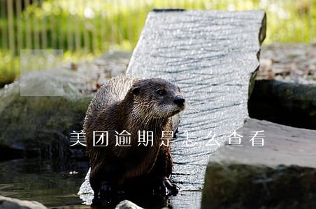 美团逾期是怎么查看 美团逾期是怎么查看