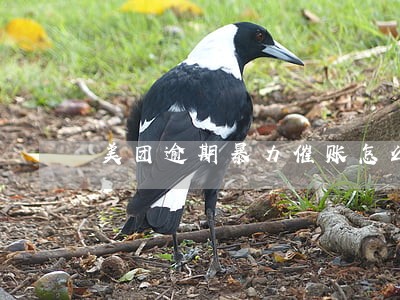 美团逾期暴力催账怎么投诉 美团逾期暴力催账怎么投诉