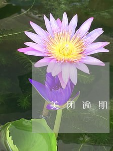 美团逾期最新视频 美团逾期最新视频