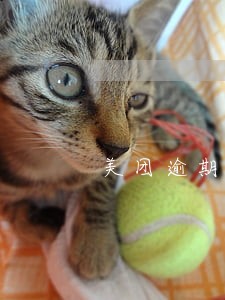 美团逾期欠四千会上老赖名单吗 美团逾期欠四千会上老赖名单吗