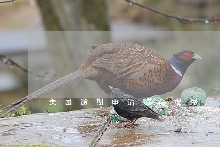 美团逾期申请贷后程序 美团逾期申请贷后程序