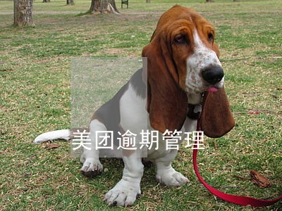 美团逾期管理 美团逾期管理