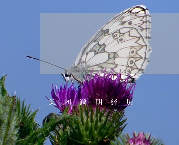 美团逾期经历 美团逾期经历