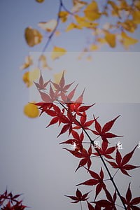 美团逾期给我寄诉讼文书