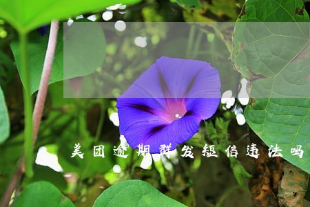 美团逾期群发短信违法吗 美团逾期群发短信违法吗
