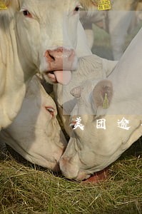 美团逾期老赖平台上门要债 美团逾期老赖平台上门要债