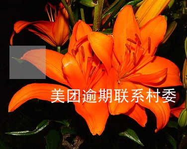 美团逾期联系村委 美团逾期联系村委