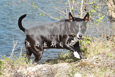 美团逾期自救 美团逾期自救