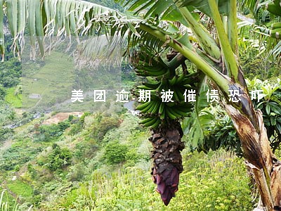 美团逾期被催债恐吓 美团逾期被催债恐吓