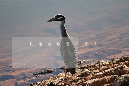 美团逾期要不要还 美团逾期要不要还