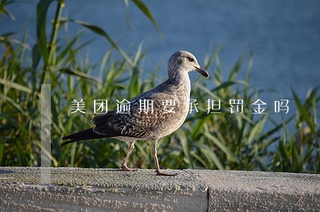 美团逾期要承担罚金吗 美团逾期要承担罚金吗