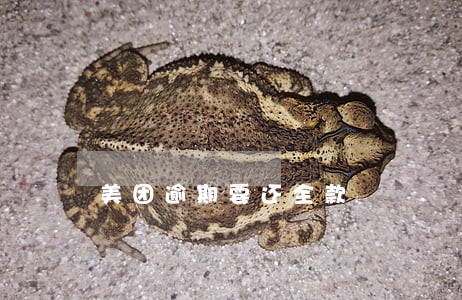 美团逾期要还全款 美团逾期要还全款