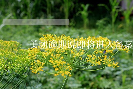 美团逾期说即将进入备案 美团逾期说即将进入备案