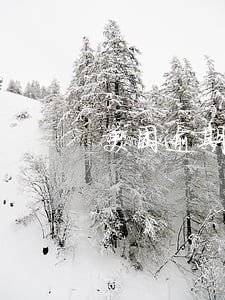 美团逾期说有人上门