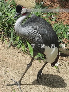 美团逾期说移交户籍 美团逾期说移交户籍