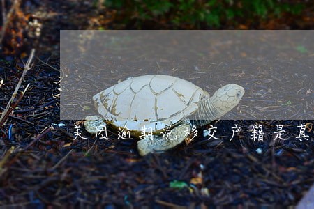 美团逾期说移交户籍是真的吗 美团逾期说移交户籍是真的吗
