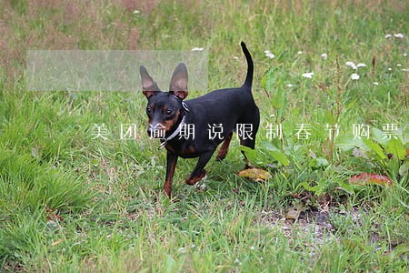 美团逾期说限制春节购票 美团逾期说限制春节购票