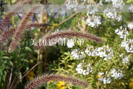 美团逾期账单 美团逾期账单