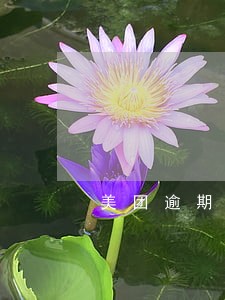 美团逾期走访形式 美团逾期走访形式
