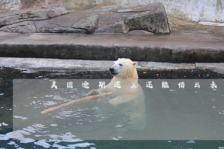美团逾期还上还能借出来吗