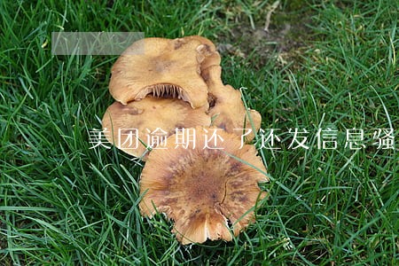 美团逾期还了还发信息骚扰 美团逾期还了还发信息骚扰