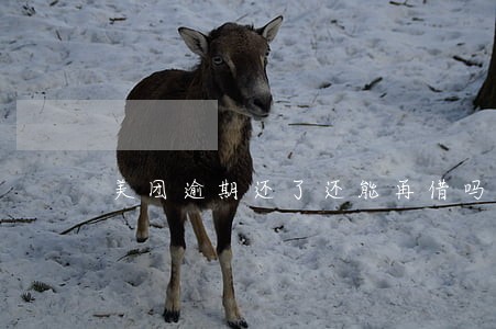 美团逾期还了还能再借吗 美团逾期还了还能再借吗