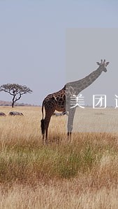 美团逾期还款可以借出来吗 美团逾期还款可以借出来吗