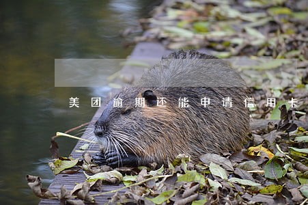 美团逾期还能申请信用卡吗 美团逾期还能申请信用卡吗