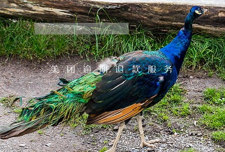 美团逾期退款服务