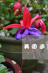 美团逾期遭恶意催款 美团逾期遭恶意催款