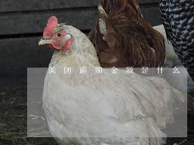 美团逾期金额是什么 美团逾期金额是什么
